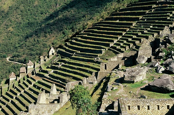 PERU - Agriculture terraces, Machu Picchu