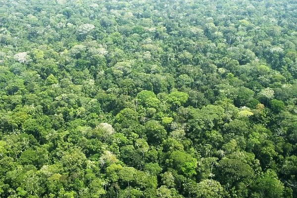 Peru - Amazon Rainforest Manu Wildlife Reserve