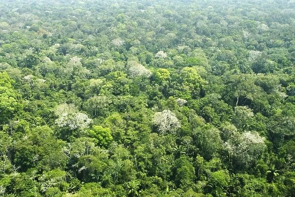 Peru - Amazon Rainforest Manu Wildlife Reserve
