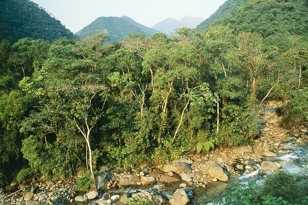 Peru Rio Alto Madre de Dios, Cloudforest, Manu region