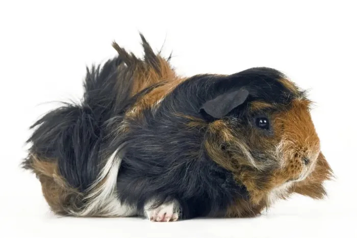 Framed Print : Peruvian Guinea Pig Framed Print : Peruvian Guinea Pig