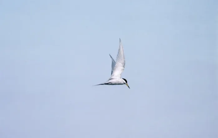 Framed Print : Peruvian Tern Peru Framed Print : Peruvian Tern Peru