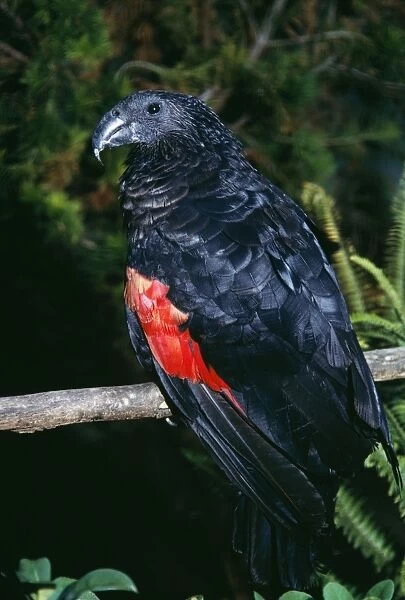 Pesquet's Parrot