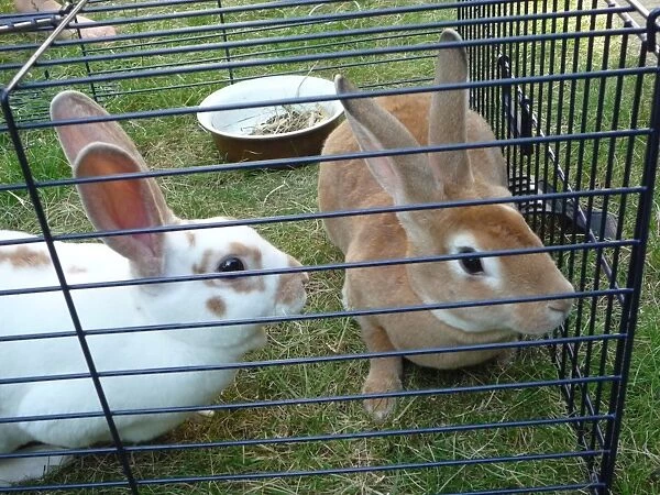 Two pet domestic Rabbits in outside run