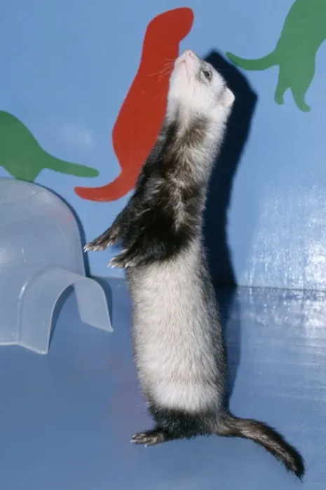 Framed Print : Pet Ferret standing on hind legs Framed Print : Pet Ferret standing on hind legs