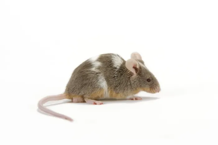 Framed Print : Pet Mouse - in studio Framed Print : Pet Mouse - in studio
