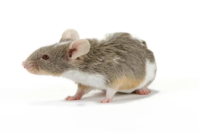 Framed Print : Pet Mouse - in studio Framed Print : Pet Mouse - in studio