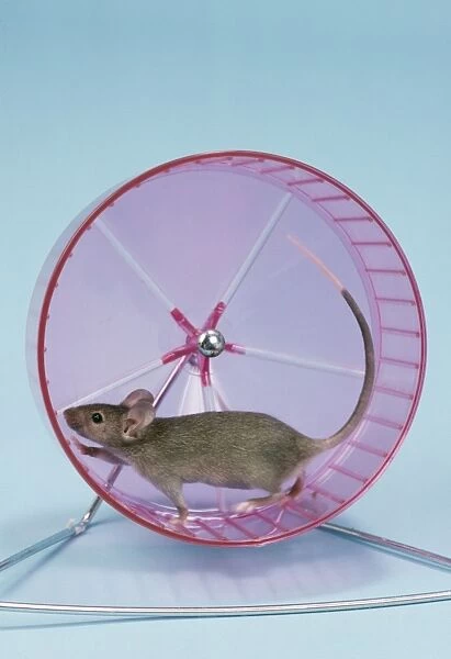 Pet Mouse - in Wheel