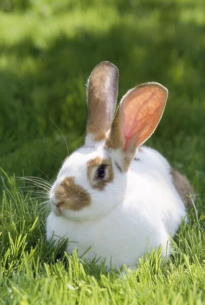 Pet Rabbit - sitting in grass
