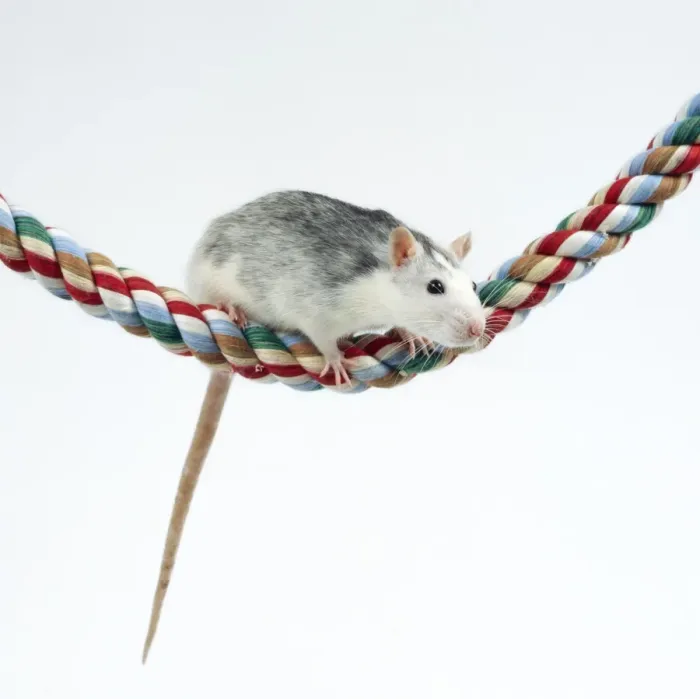 Framed Print : Pet Rat On rope Framed Print : Pet Rat On rope