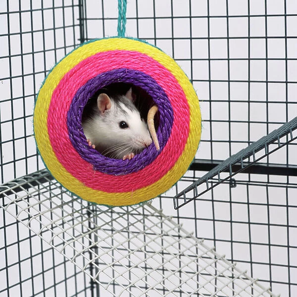 Pet RAT - in toy in cage