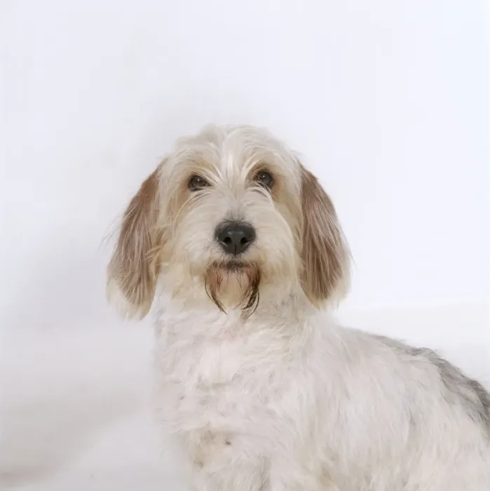 Framed Print : Petit Griffon Vendeen Basset Dog JD 9101 © John Daniels / ARDEA LONDON Framed Print : Petit Griffon Vendeen Basset Dog JD 9101 © John Daniels / ARDEA LONDON