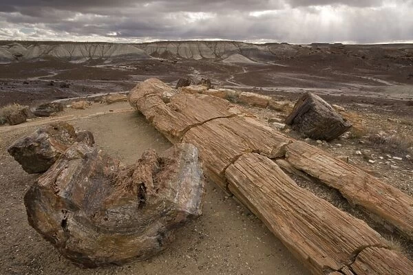 Petrified Forest National Park, Arizona: fossil tree trunks from c. 225 million years ago; mainly Araucarioxylon and Woodworthia. Fossilised in the Chinle layer, Triassic era