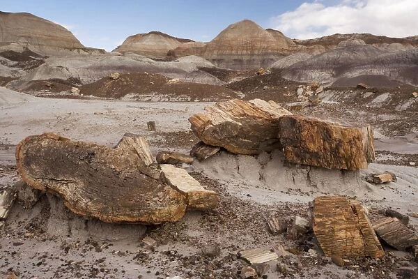 Petrified Forest National Park, Arizona: fossil tree trunks from c. 225 million years ago; mainly Araucarioxylon and Woodworthia. Fossilised in the Chinle layer, Triassic era. Arizona, USA