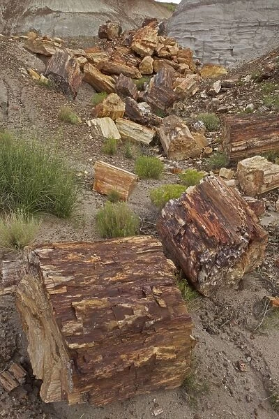 Petrified trees - Triassic period - 200-250 million years ago - Petrified forest National Park - Arizona - USA