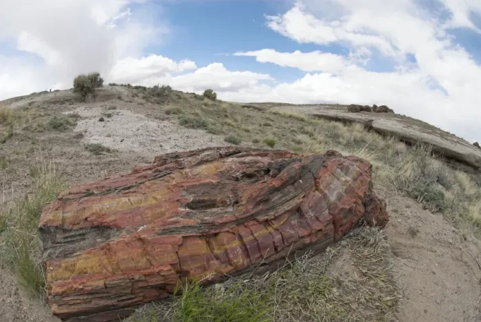 Framed Print : Petrified Wood, Petrified Forest National Park, Arizona, USA Framed Print : Petrified Wood, Petrified Forest National Park, Arizona, USA