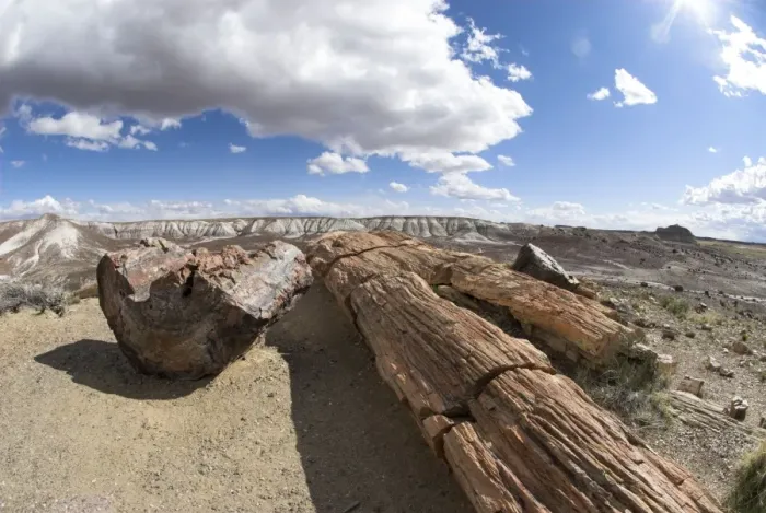 Framed Print : Petrified Wood, Petrified Forest National Park, Ariozona, USA Framed Print : Petrified Wood, Petrified Forest National Park, Ariozona, USA