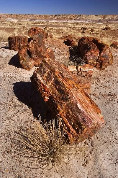 Petrified Wood - tree trunks lying scattered in the badlands - Petrified Forest National Park - Arizona - USA