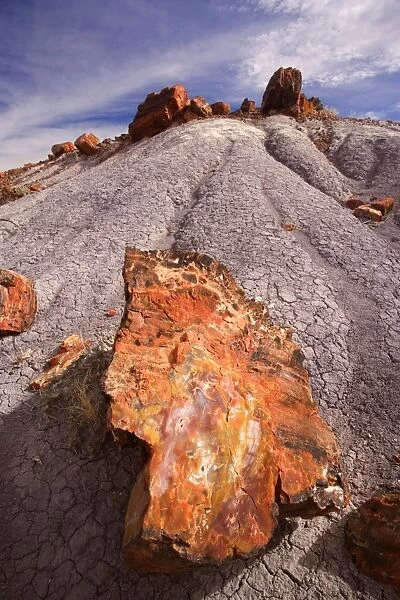 Petrified Wood - tree trunks lying scattered in the badlands - Petrified Forest National Park - Arizona - USA