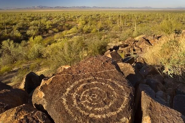 Petroglyphs in desert - ancient Petroglyphs and sonora desert with Saguaro Cacti and other sonoran desert plants