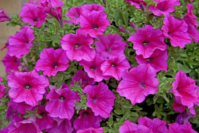 Framed Print : Petunias - in garden - Cheltenham - UK Framed Print : Petunias - in garden - Cheltenham - UK