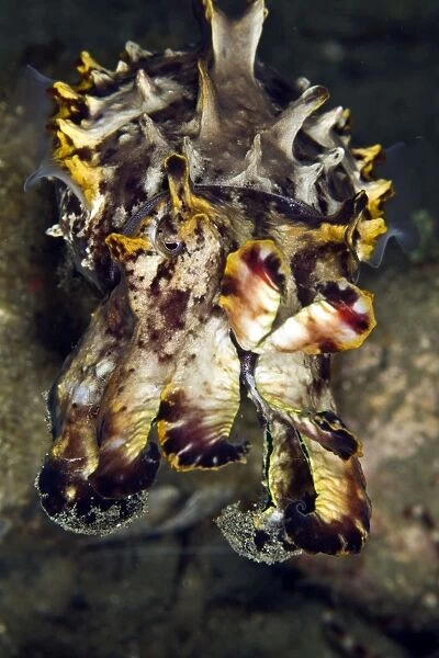 Pfeffer's Flamboyant Cuttlefish - Indonesia