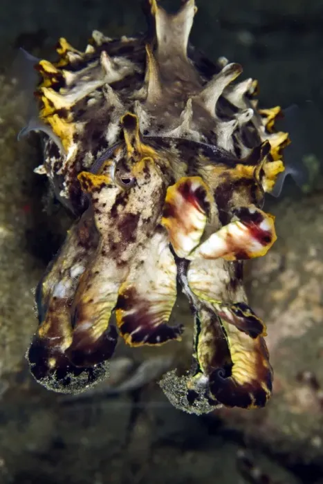 Framed Print : Pfeffer's Flamboyant Cuttlefish - Indonesia Framed Print : Pfeffer's Flamboyant Cuttlefish - Indonesia