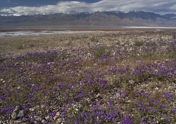 Phacelia - mass on the shores of the Death Valley salt lake, in a very wet spring. USA