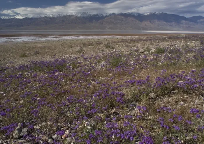 Framed Print : Phacelia - mass on the shores of the Death Valley salt lake, in a very wet spring. USA Framed Print : Phacelia - mass on the shores of the Death Valley salt lake, in a very wet spring. USA