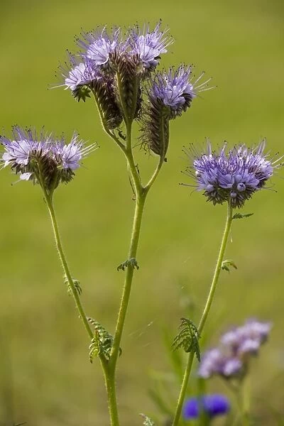 Phacelia (Phacelia tanacetifolia), native in USA but widely grown as bee crop and in gardens. Naturalised in Europe. France