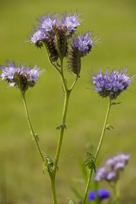 Framed Print : Phacelia (Phacelia tanacetifolia), native in USA but widely grown as bee crop and in gardens. Naturalised in Europe. France Framed Print : Phacelia (Phacelia tanacetifolia), native in USA but widely grown as bee crop and in gardens. Naturalised in Europe. France