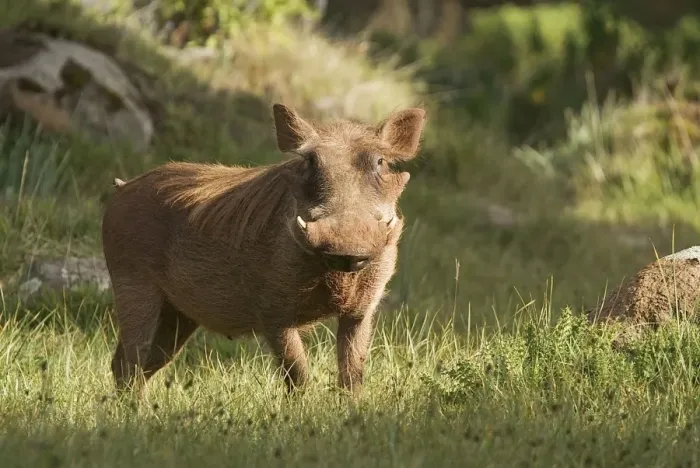 Framed Print : Phacochoerus aethiopicus