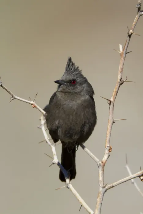 Framed Print : Phainopepla - female - january - Anza Borrego Desert - California - USA Framed Print : Phainopepla - female - january - Anza Borrego Desert - California - USA