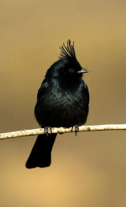 Framed Print : Phainopepla - Male - Arizona - Sonoran desert - Common in arid scrub - Feeds largely on mistletoe berries in winter - Feeds largely on insects in warmer months - The northernmost representative of tropical birds that feed on mistletoe - Found over