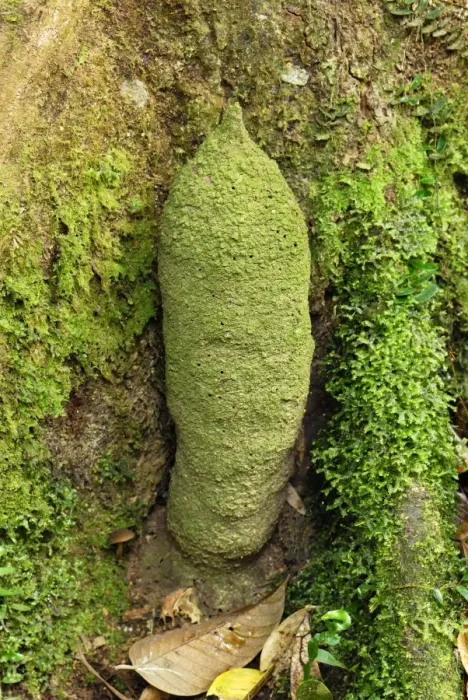 Framed Print : Phallus Termite - Danum Valley Conservation Area - Sabah - Borneo - Malaysia Framed Print : Phallus Termite - Danum Valley Conservation Area - Sabah - Borneo - Malaysia