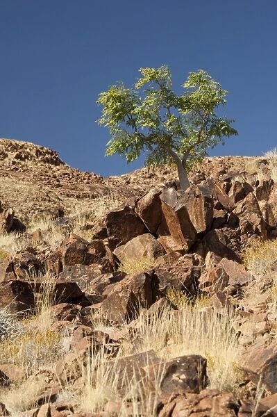 Phatom tree - on hillside - Sossusvlei - Namibia