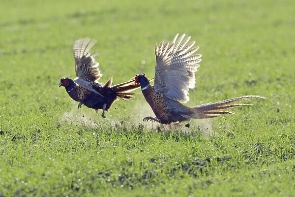 Pheasant- 2 males  /  cocks fighting during breeding season, Neusiedler See NP, Austria