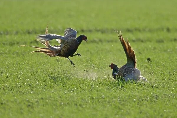 Pheasant- 2 males  /  cocks fighting during breeding season, Neusiedler See NP, Austria