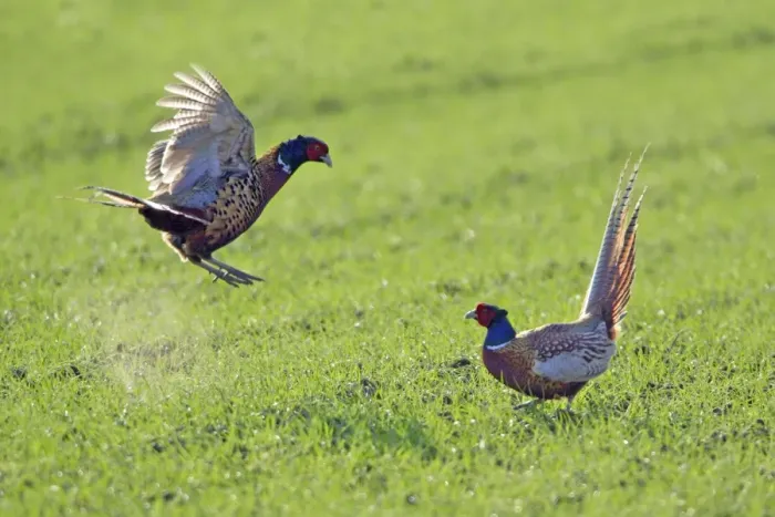 Framed Print : Pheasant- 2 males  /  cocks fighting during breeding season, Neusiedler See NP, Austria