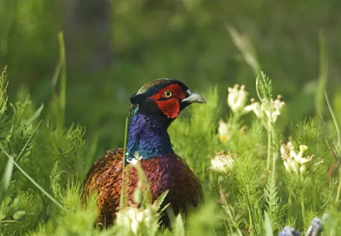 Framed Print : Pheasant - Adult Male in long grass. UK Framed Print : Pheasant - Adult Male in long grass. UK