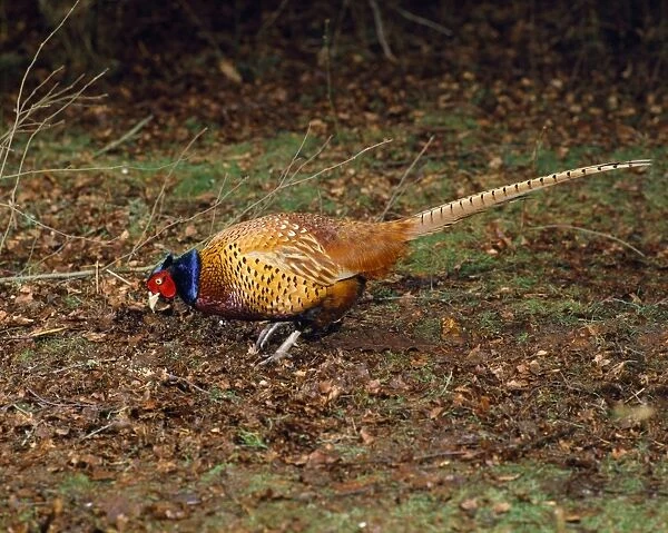 Pheasant - in autumn woodland - UK Digital Manipulation: added to canvas on right hand side