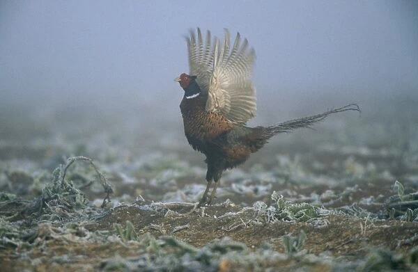 Pheasant CK 2592 Phasianus colchicus © Chris Knights  /  ARDEA LONDON