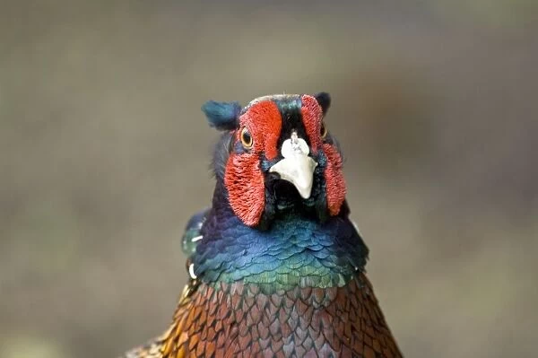 Pheasant - Cock bird close up of head - North Lincolnshire - England