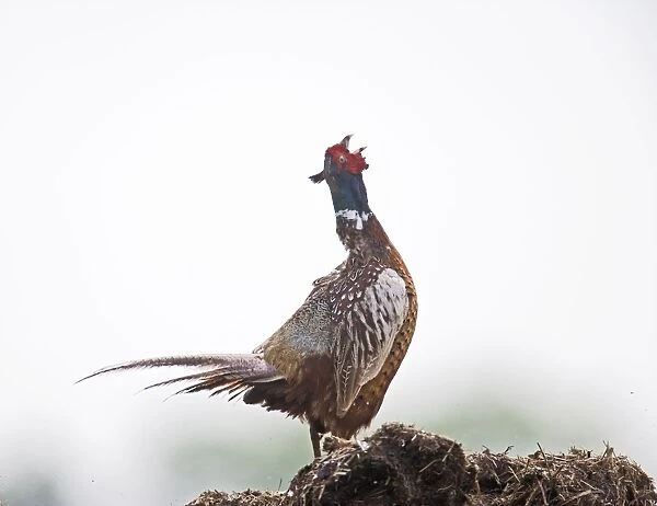 Pheasant - cock displaying Bedfordshire UK 005613