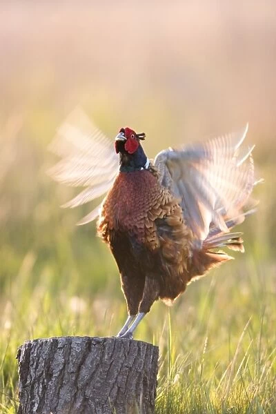 Pheasant Cock Displaying UK