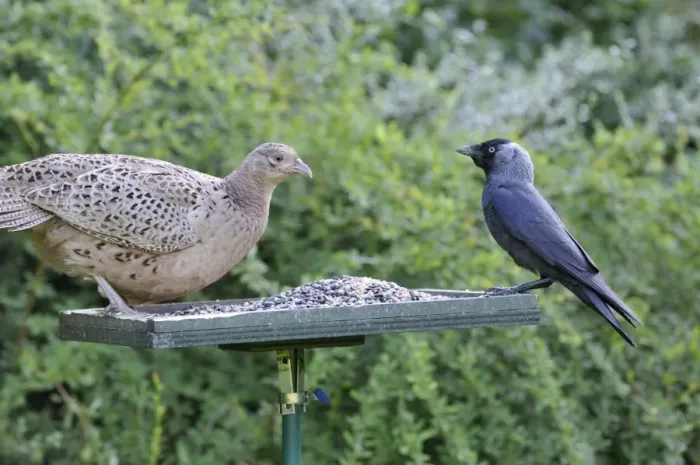 Framed Print : Pheasant (female) - with Jackdaw (Corvus monedula) on bird feeding table Framed Print : Pheasant (female) - with Jackdaw (Corvus monedula) on bird feeding table