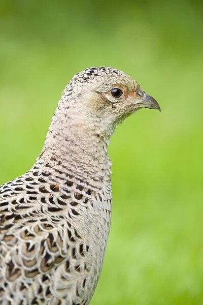 Pheasant Female Norfolk UK