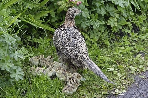 Pheasant - Hen with chick on road-side verge Northumberland, England
