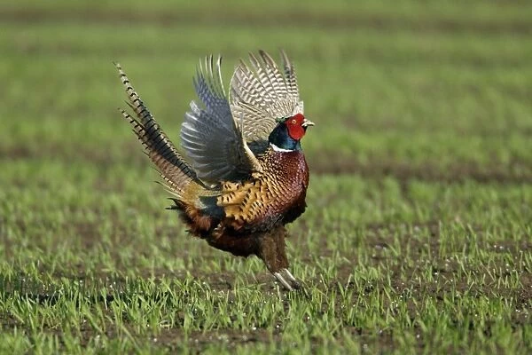 Pheasant- male  /  cock crowing and flapping wings, Neusiedler See NP, Austria