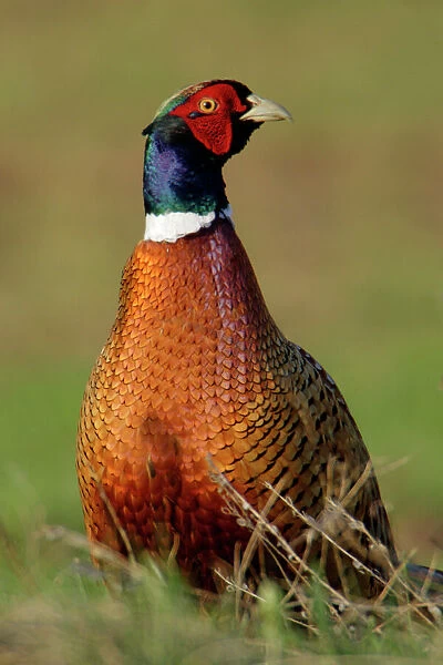 Pheasant - male  /  cock on fallow land